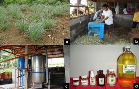 citronella plant in bisaya|Feature: Behind the success of Biliran citronella oil extraction .
